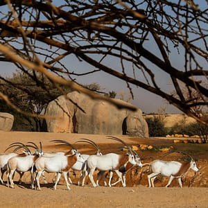 Al Ain Zoo Tickets – Experiences Cdxb.com Special Offers, Deals & Discounts in Canada