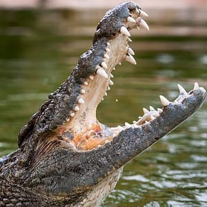 Dubai Crocodile Park – Must-see attractions Cdxb.com Special Offers, Deals & Discounts in Canada