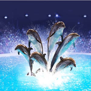 Dolphin & Seal Show – Dubai Dolphinarium – Must-see attractions Cdxb.com Special Offers, Deals & Discounts in Canada
