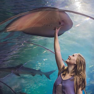 Dubai Aquarium & Underwater Zoo – Ray Encounter – Experiences Cdxb.com Special Offers, Deals & Discounts in Canada