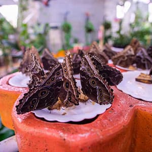 Butterfly Garden – Must-see attractions Cdxb.com Special Offers, Deals & Discounts in Canada