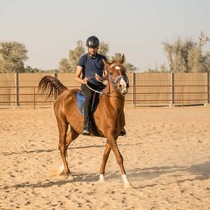 Horse Riding At Mleiha Arena – Sports Events Cdxb.com Special Offers, Deals & Discounts in Canada
