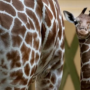 ARTIS Amsterdam Royal Zoo: Entry Ticket – Recently Added Experiences Cdxb.com Special Offers, Deals & Discounts in Canada
