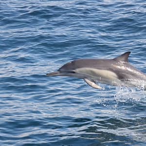 Dolphins Watching & Snorkeling – Sightseeing and Tours Cdxb.com Special Offers, Deals & Discounts in Canada