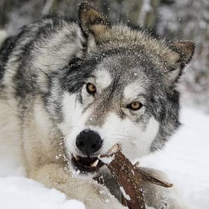 Yamnuska Wolfdog Sanctuary at Yamnuska Wolfdog Sanctuary, Calgary, Canada Cdxb.com Special Offers, Deals & Discounts in Canada