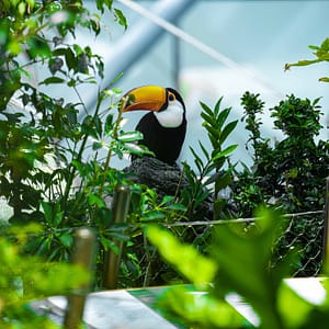 The Green Planet Dubai – Theme Parks Cdxb.com Special Offers, Deals & Discounts in Canada