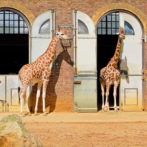 London Zoo: Entry Ticket – Recently Added Experiences Cdxb.com Special Offers, Deals & Discounts in Canada