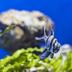 SEA LIFE Manchester Entry Ticket – Theme Parks Cdxb.com Special Offers, Deals & Discounts in Canada