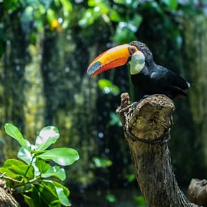 The Green Planet +  Ain Dubai – Combo – Recently Added Experiences Cdxb.com Special Offers, Deals & Discounts in Canada