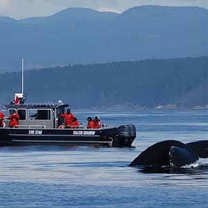 Ultimate Marine Whale & Wildlife Tour at Five Star Whale Watching, Victoria, Canada Cdxb.com Special Offers, Deals & Discounts in Canada