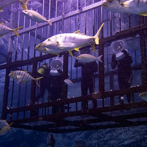 Shark Walker in Dubai Aquarium – Recently Added Experiences Cdxb.com Special Offers, Deals & Discounts in Canada