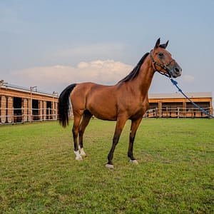 Horse Riding at Al Marmoom Oasis With Transfer – Desert safaris Cdxb.com Special Offers, Deals & Discounts in Canada