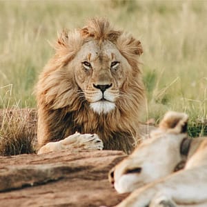 Dubai Safari Park – Experiences Cdxb.com Special Offers, Deals & Discounts in Canada