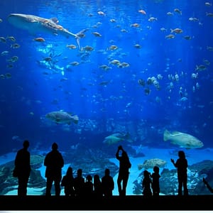 Istanbul Aquarium Ticket & Shuttle – Experiences Cdxb.com Special Offers, Deals & Discounts in Canada