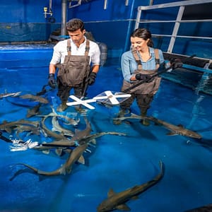 Dubai Aquarium & Underwater Zoo – Shark Trainer Encounter – Experiences Cdxb.com Special Offers, Deals & Discounts in Canada