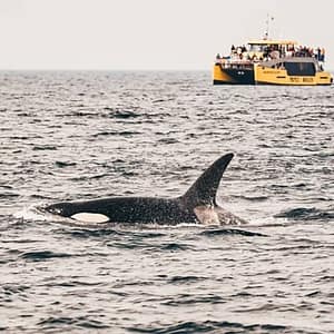 Half-Day Whale Watching Adventure from Victoria at 812 Wharf St, Victoria, Canada Cdxb.com Special Offers, Deals & Discounts in Canada