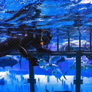 Shark Dive in Dubai Aquarium (Certified Divers Only) – Recently Added Experiences Cdxb.com Special Offers, Deals & Discounts in Canada