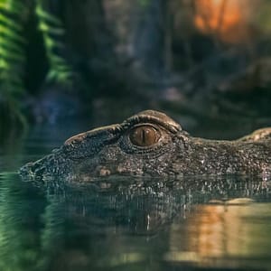 Dubai Aquarium & Underwater Zoo – King Crock Encounter – Experiences Cdxb.com Special Offers, Deals & Discounts in Canada