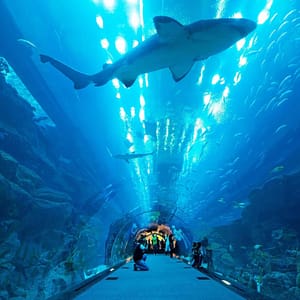 Dubai Aquarium & Underwater Zoo – Gold – Experiences Cdxb.com Special Offers, Deals & Discounts in Canada