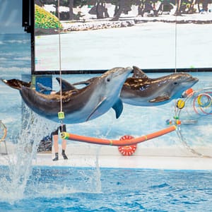 Dolphin & Seal Show – Dubai Dolphinarium + The Green Planet Dubai – Combo – Must-see attractions Cdxb.com Special Offers, Deals & Discounts in Canada