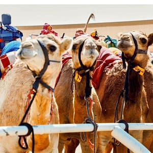 Camelicious Dubai – Must-see attractions Cdxb.com Special Offers, Deals & Discounts in Canada