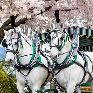 Stanley Park Horse-Drawn Guided Tour at Malahat SkyWalk, Vancouver, Canada Cdxb.com Special Offers, Deals & Discounts in Canada