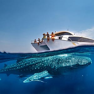Whale Sharks Sighting – Qool Qatar – Must-see attractions Cdxb.com Special Offers, Deals & Discounts in Canada